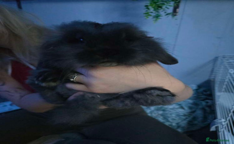Angora rabbits - Advert 1