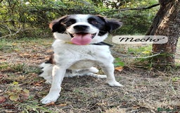 Mixed Breed dogs for adoption: Mecho, 1.5-2 yrs old. Available for adoption. - Image 1