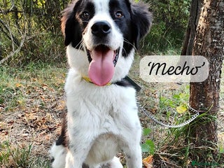 Mixed Breed dogs - Advert 10