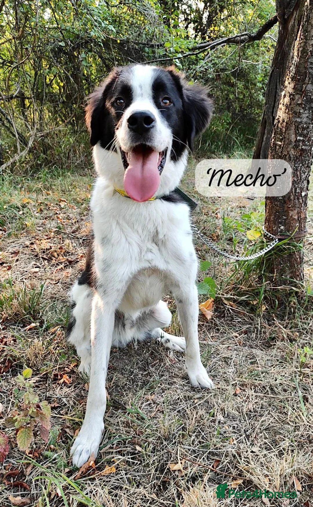 Mixed Breed dogs for adoption: Mecho, 1.5-2 yrs old. I adopted . - Advert 14