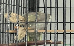 Cockatiels birds for sale: Cockatiel  - Image 4