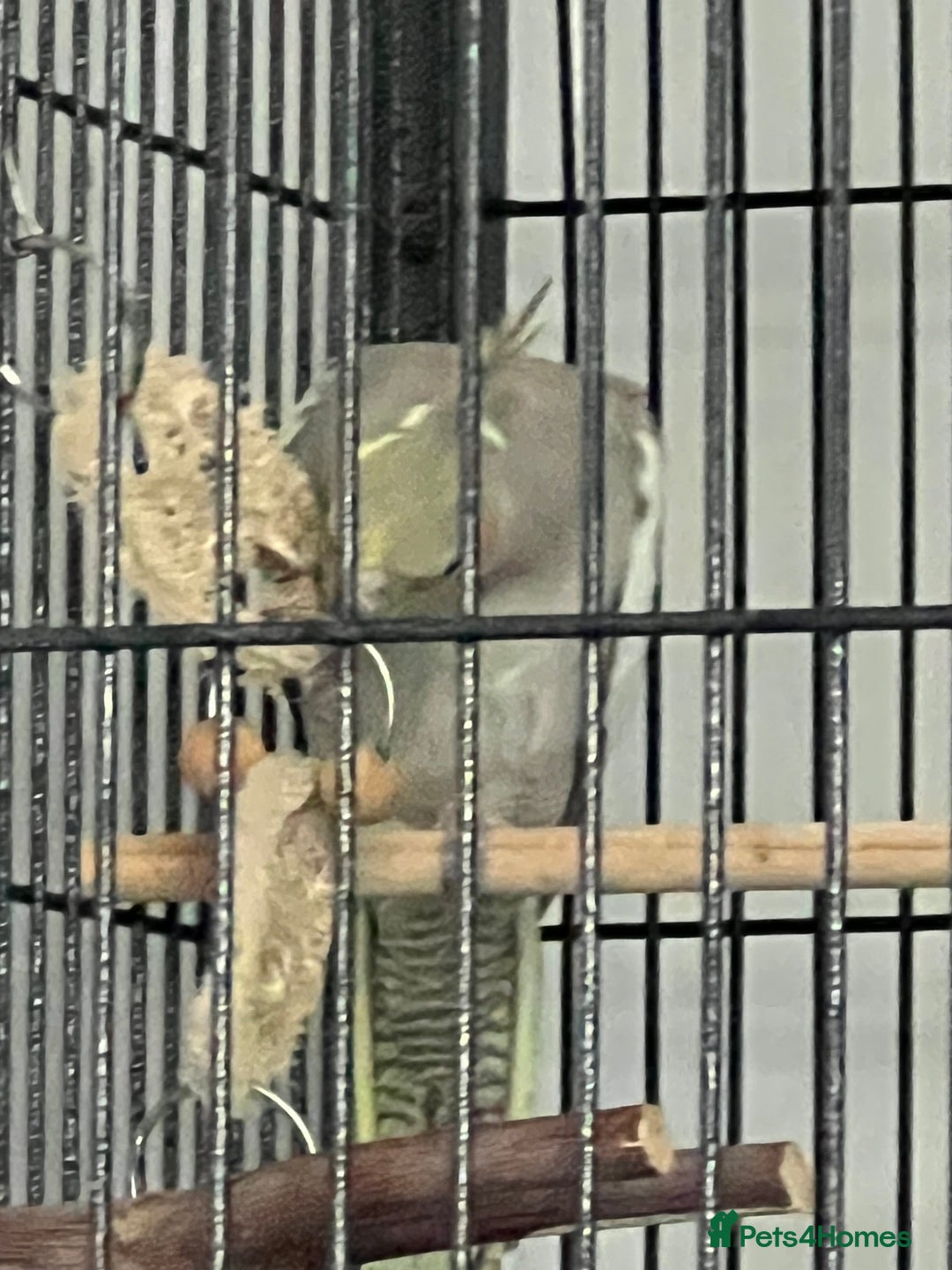 Cockatiels birds for sale: Cockatiel  - Image 4