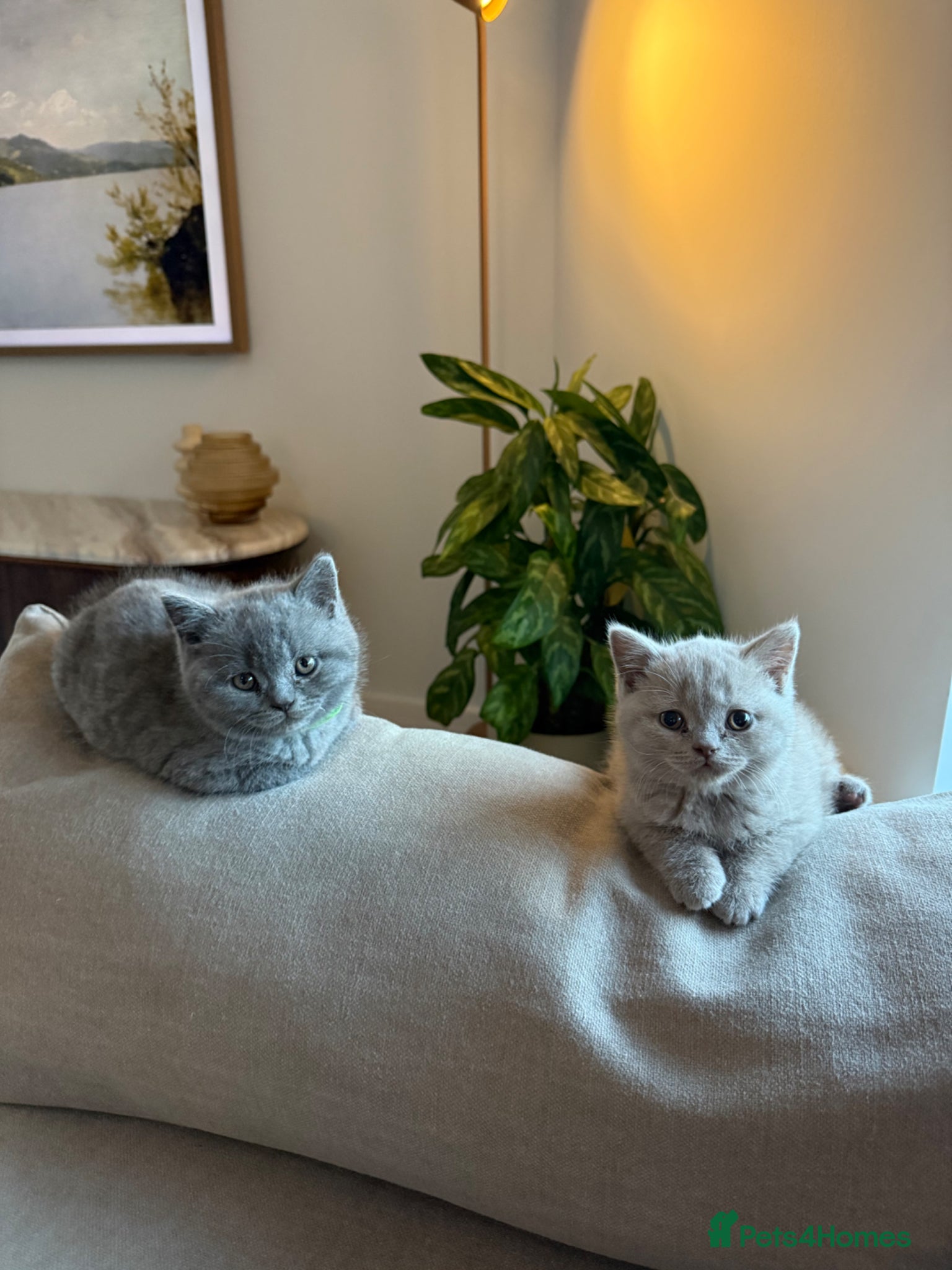 British Shorthair cats LAST 2 - Beautiful British Shorthair kittens - Advert 6