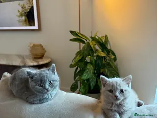 British Shorthair cats LAST 2 - Beautiful British Shorthair kittens - Advert 6