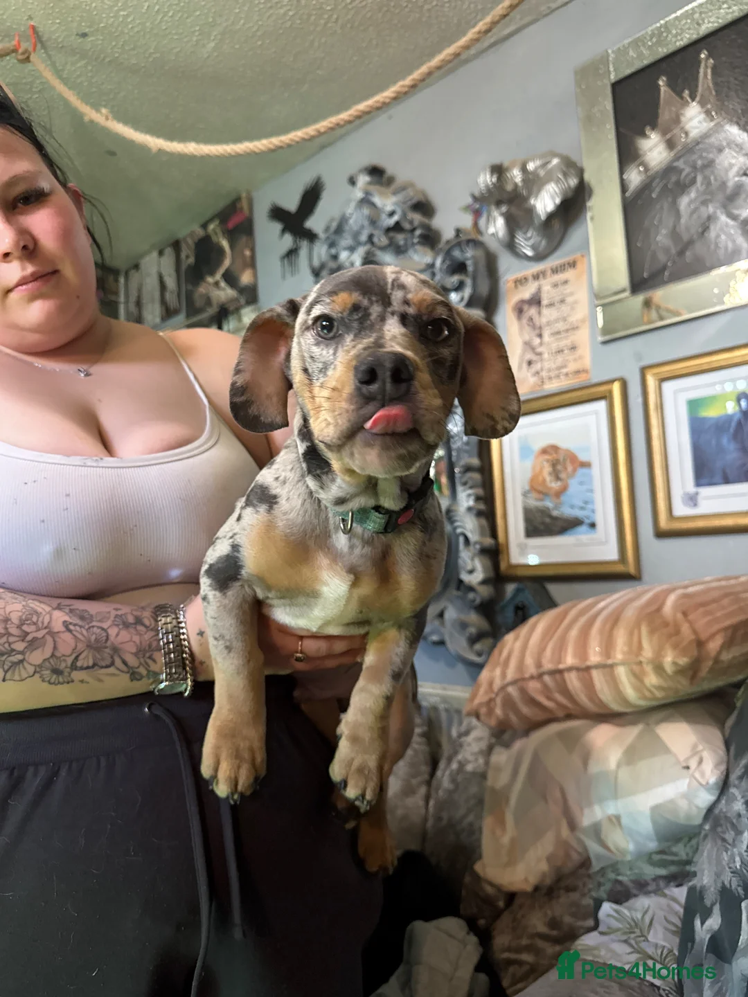 Mixed Breed dogs for sale: Dauchound x bulldog - Advert 1