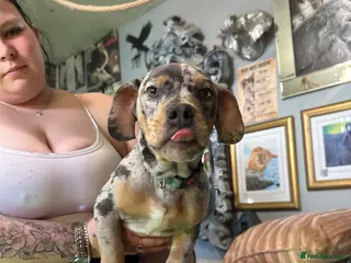 Mixed Breed dogs Dauchound x bulldog - Advert 1