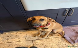 Mixed Breed dogs for adoption: Loveable Cher, is 5 months old - Image 4