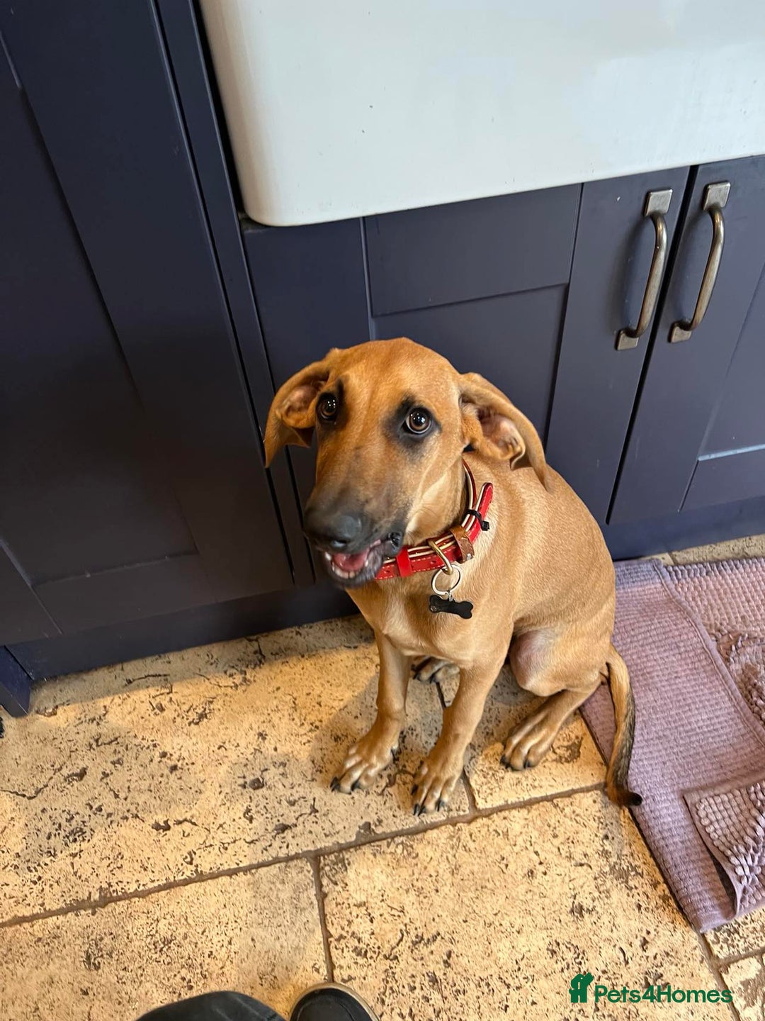 Mixed Breed dogs for adoption: Loveable Cher, is 5 months old - Image 4
