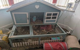 Guinea Pig rodents for sale: 3 female guinea pigs and all equipment with them  - Image 7