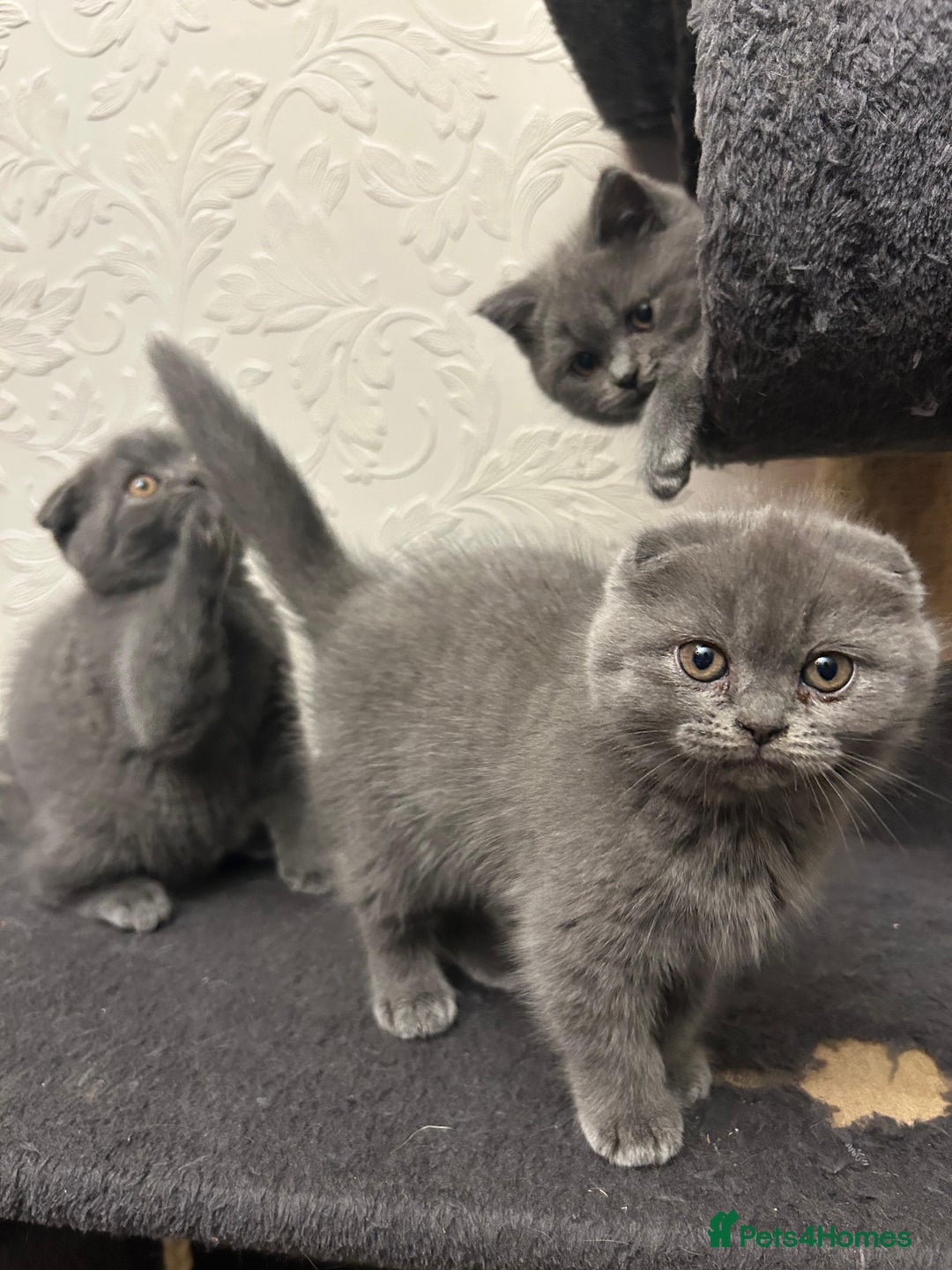 Scottish Fold cats for sale: Kittens - Advert 8