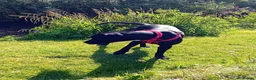 Mixed Breed dogs for sale: Zues  in Lyme Regis - Advert 6