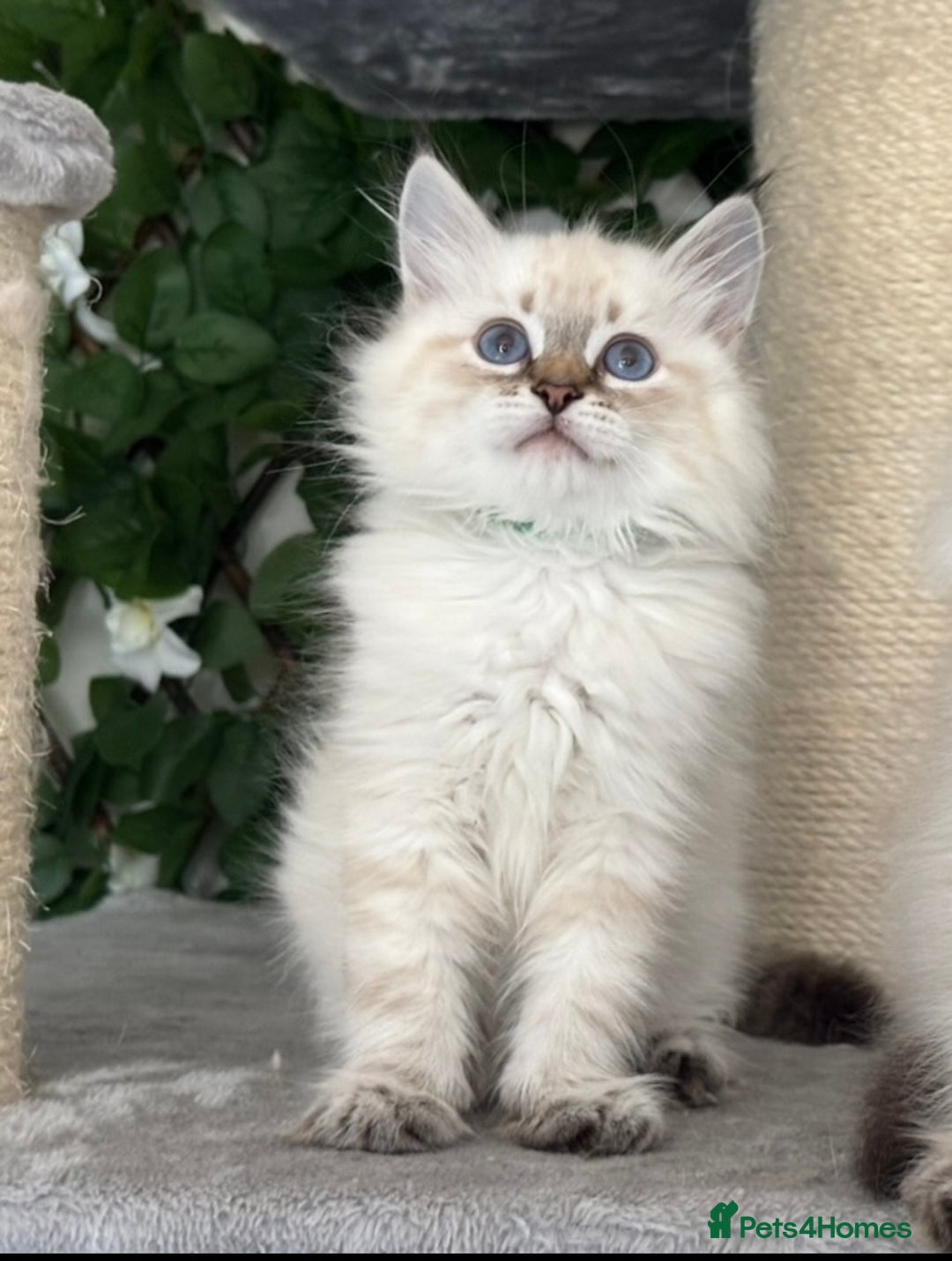 Siberian cats for sale: ✅3 WEEKS OLD BABIES AVAILABLE✅ - Advert 14