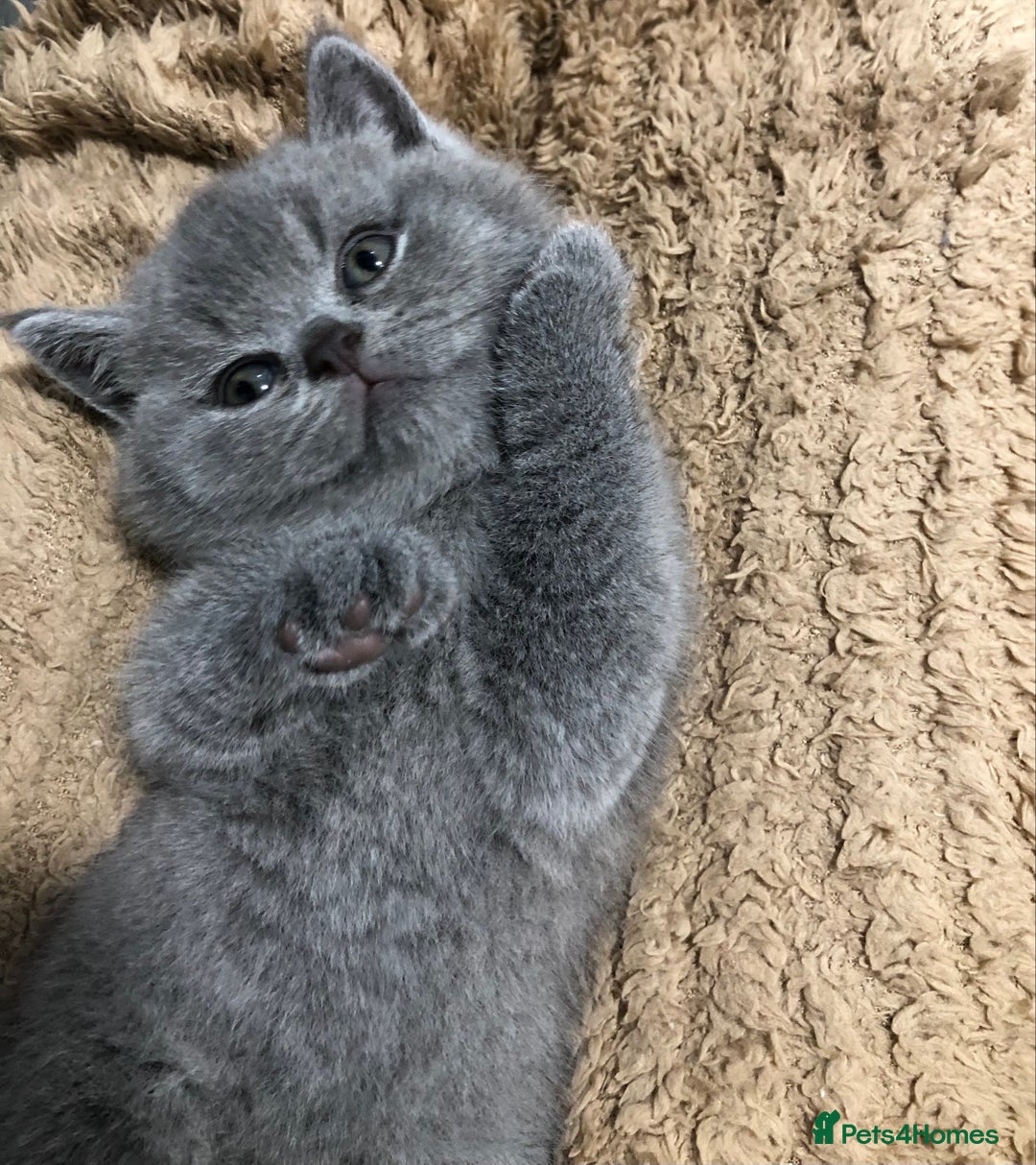 British Shorthair cats for sale: LAST GIRL GCCF British shorthair kittens for Sale - Image 15