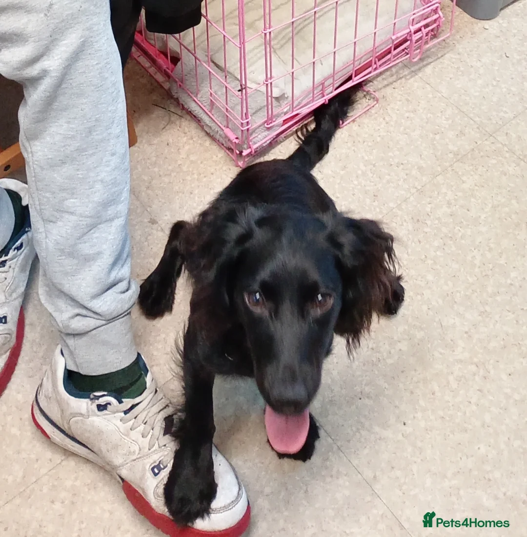 Cocker Spaniel dogs for sale: Cocker spaniel pup  - Advert 7