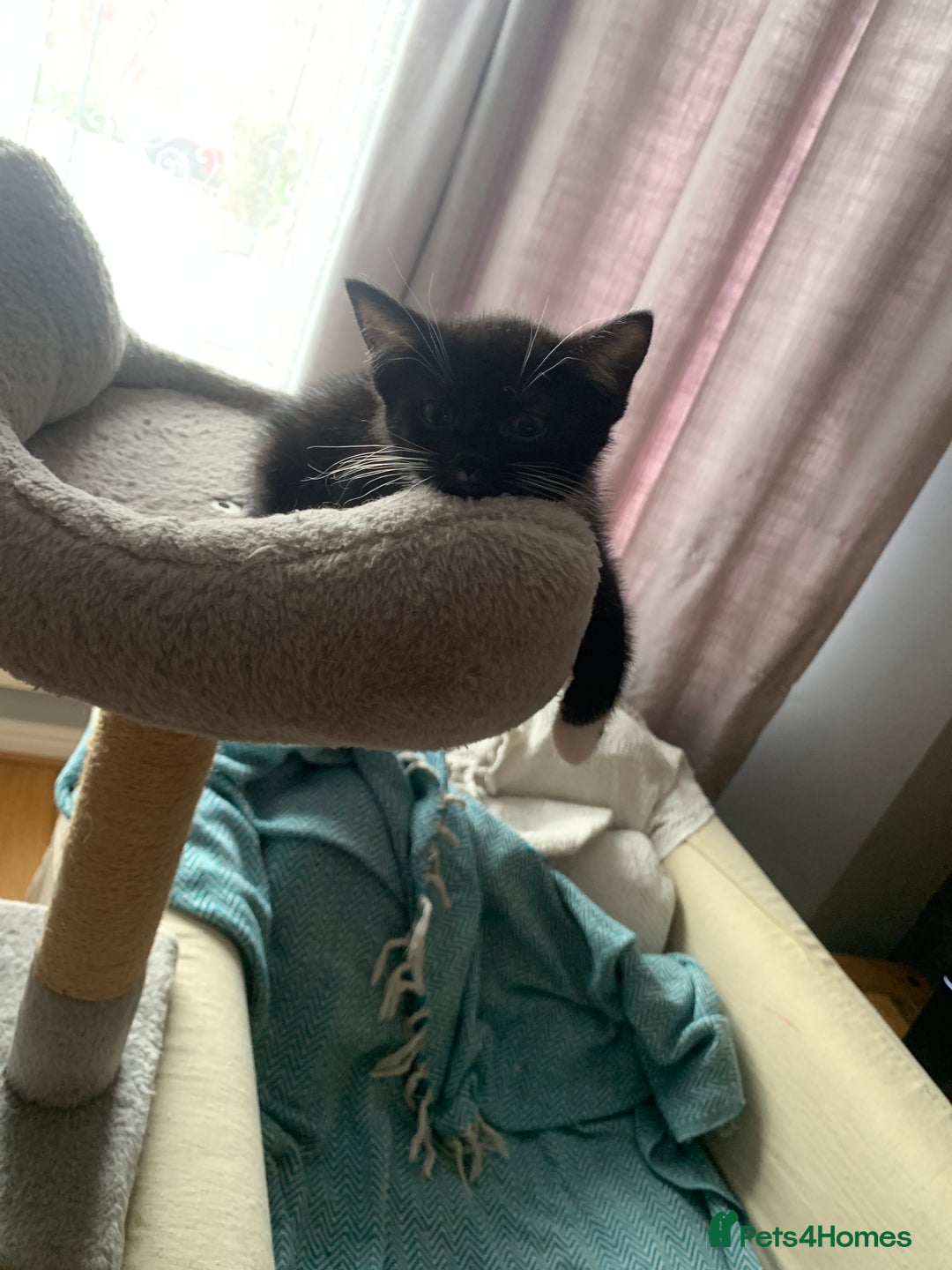 British Shorthair cats for sale: Adorable 5 kittens, two males, three females - Image 6