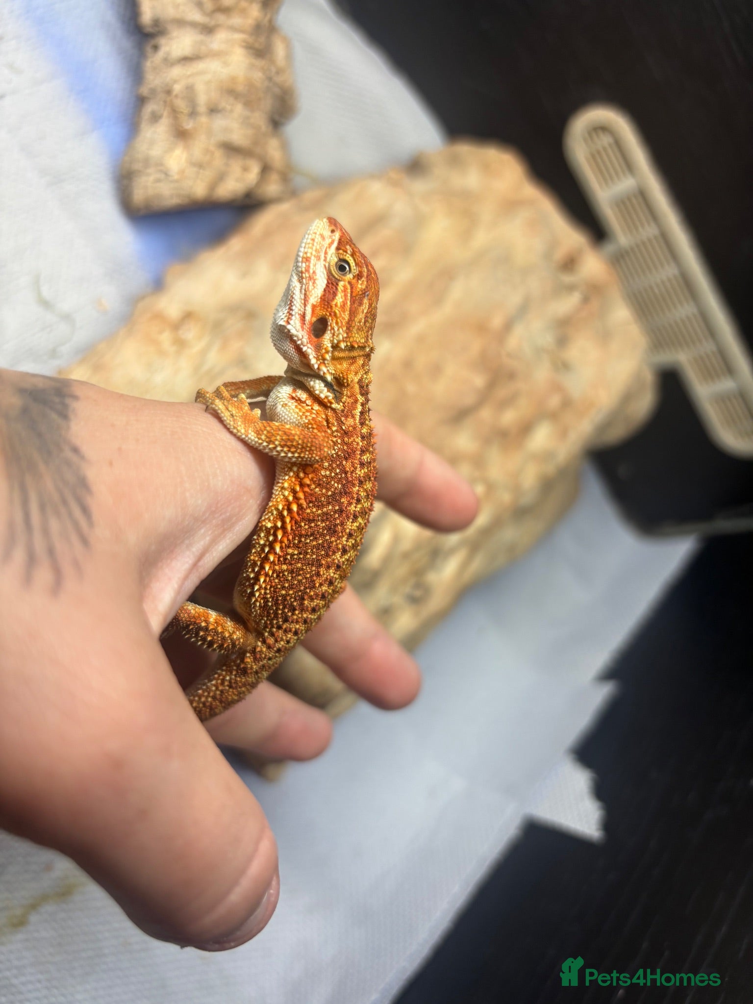 Bearded Dragon reptiles Hypo G-stripe red monster bearded dragon  - Advert 2
