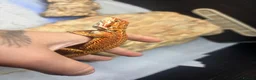 Bearded Dragon reptiles for sale: Hypo G-stripe red monster bearded dragon  - Advert 2