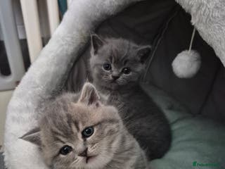 Scottish Fold cats Scottish Fold/Straight kittens - Advert 8