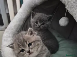 Scottish Fold cats Scottish Fold/Straight kittens - Advert 1