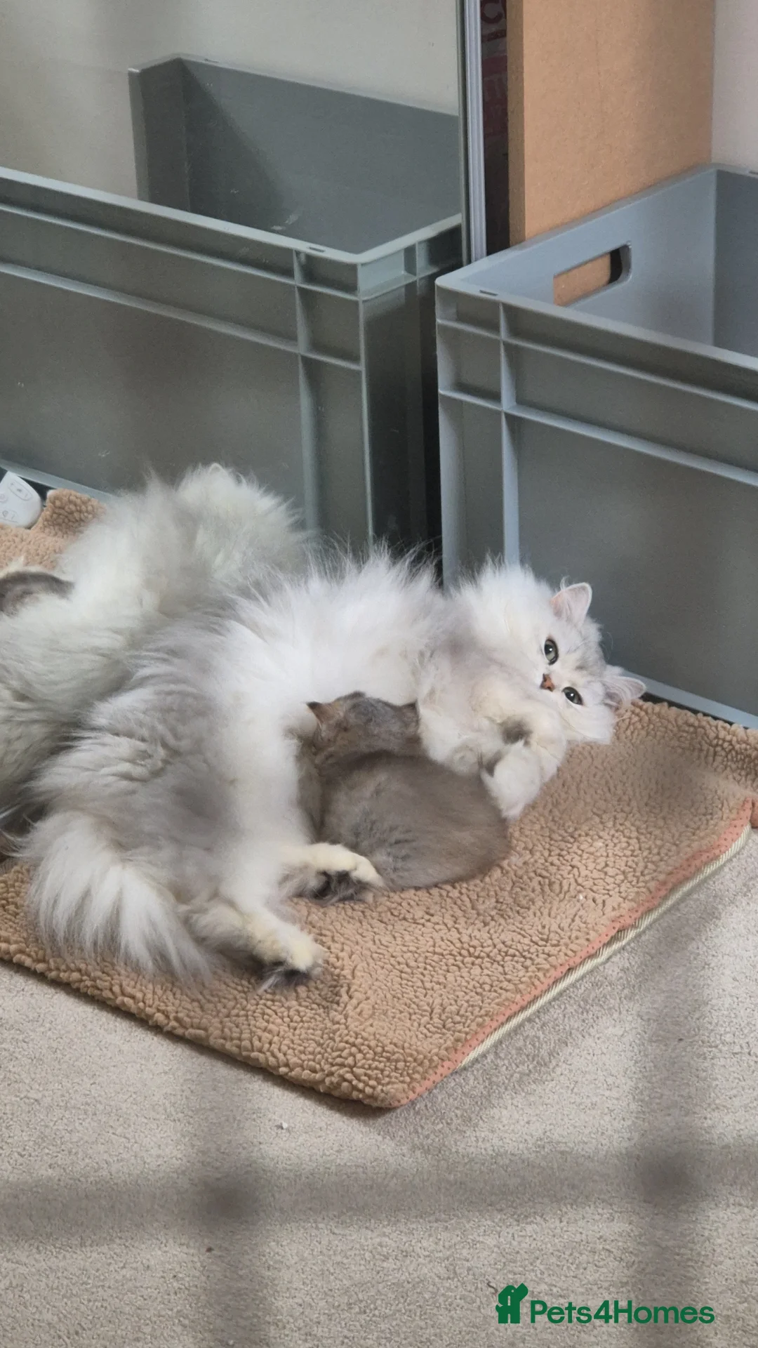 British Longhair cats for sale: Cutest British Longhair  - Advert 2