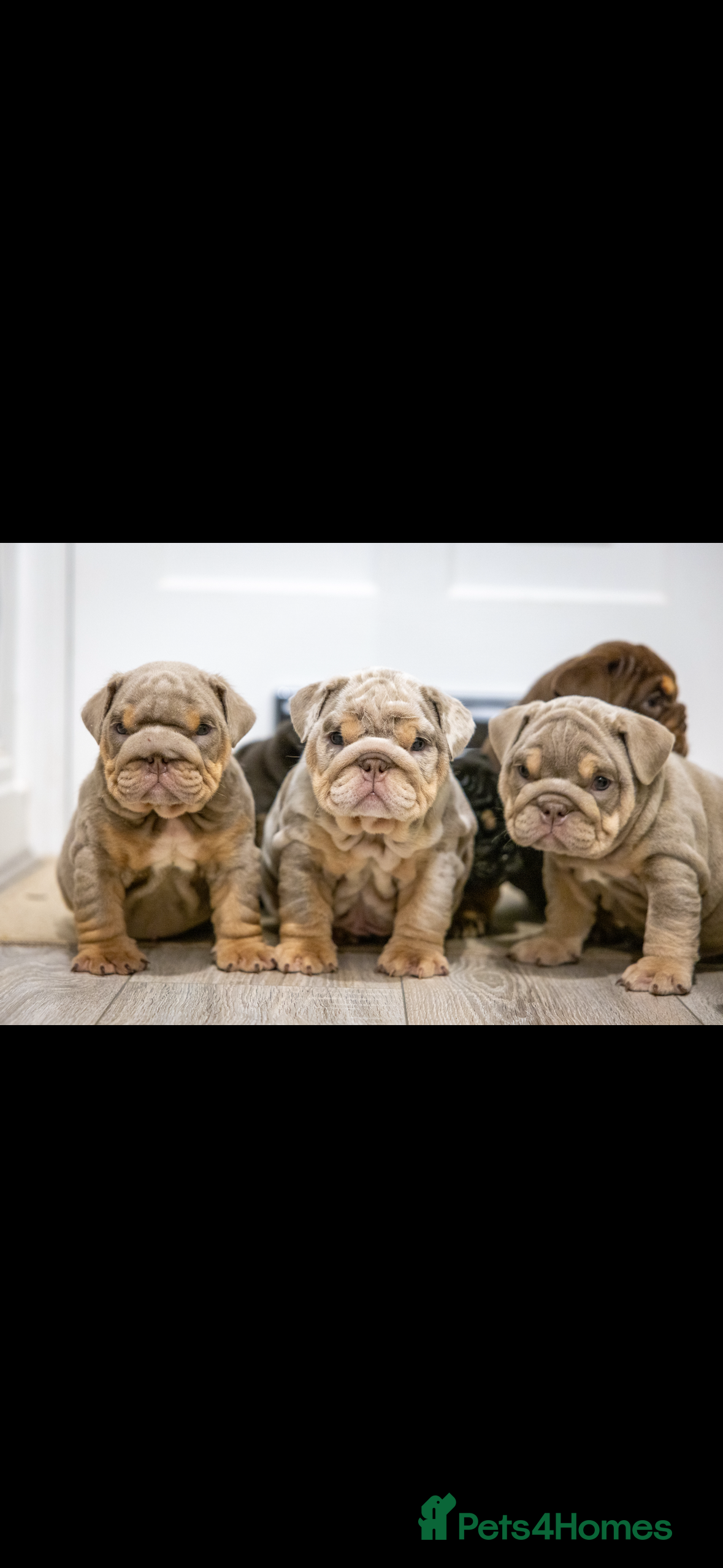 English Bulldog dogs English Bulldog puppies - Posherbulls bloodlines - Advert 3