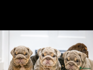 English Bulldog dogs English Bulldog puppies - Posherbulls bloodlines - Advert 3