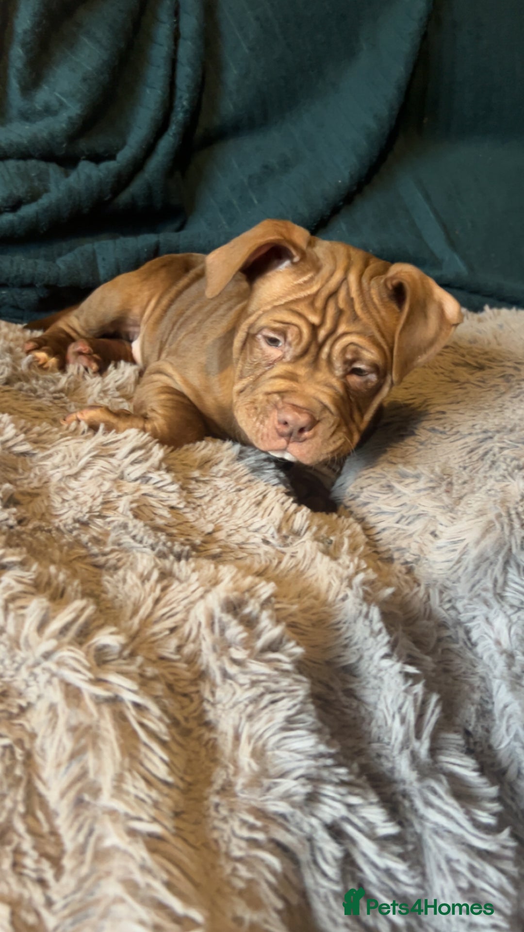 American Bully dogs for sale: ⭐️⭐️POCKETBULLY⭐️⭐️ - Advert 3