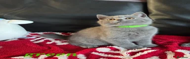 Green collar 