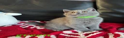 British Shorthair cats for sale: Beautiful British Shorthair kittens - Advert 11
