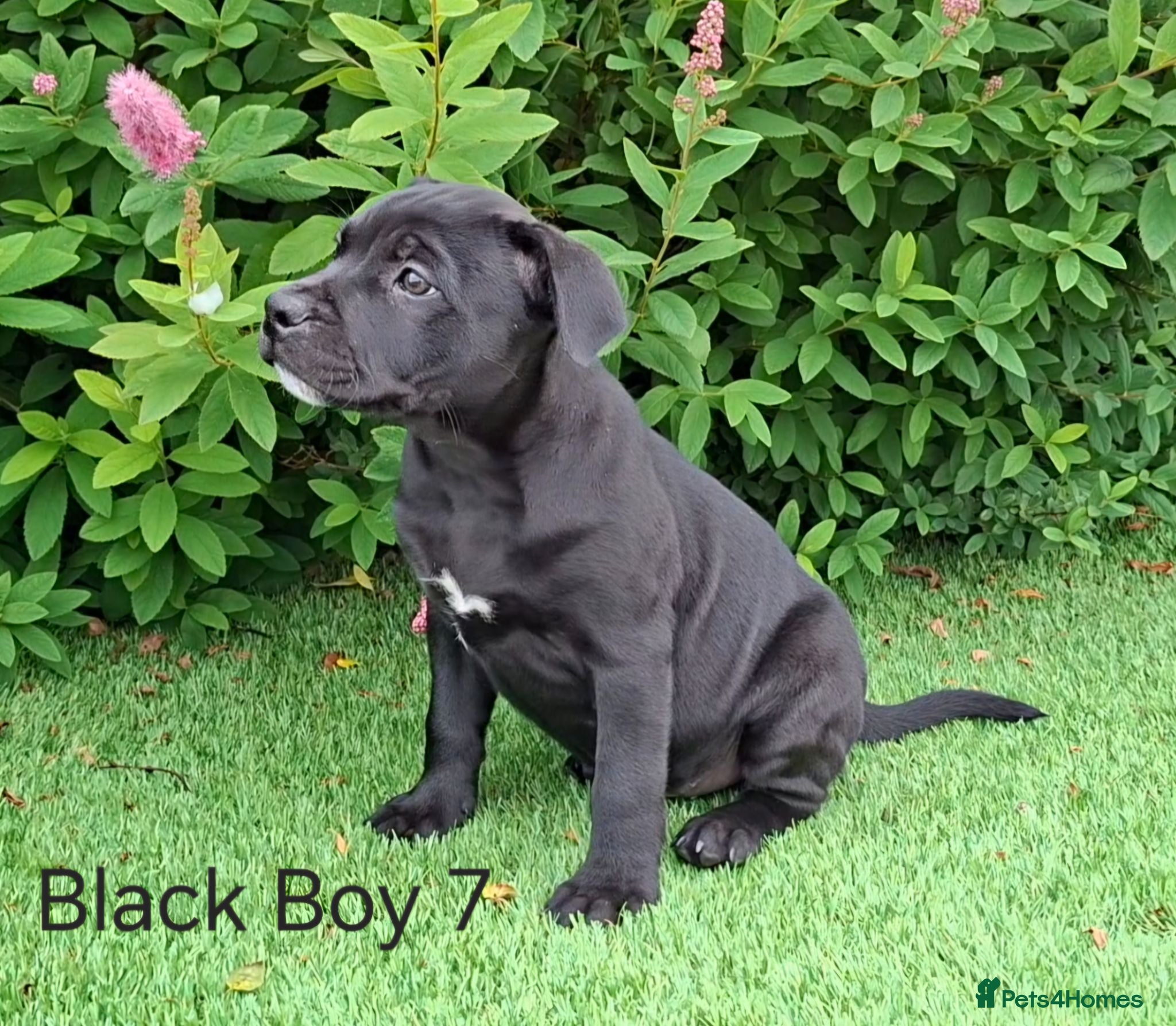 Staffordshire Bull Terrier dogs Classic Staffordshire Bull Terrier Puppies  - Advert 1