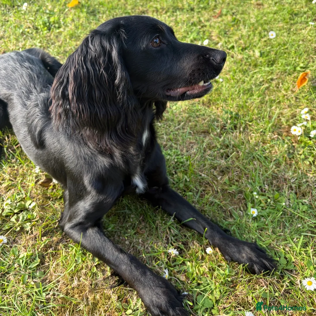 Cocker Spaniel dogs for sale: Female Cocker Spaniel in Llanerchymedd - Advert 2
