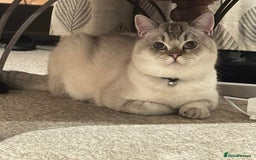 British Shorthair cats for sale: British shorthair white lilac shaded  - Image 2