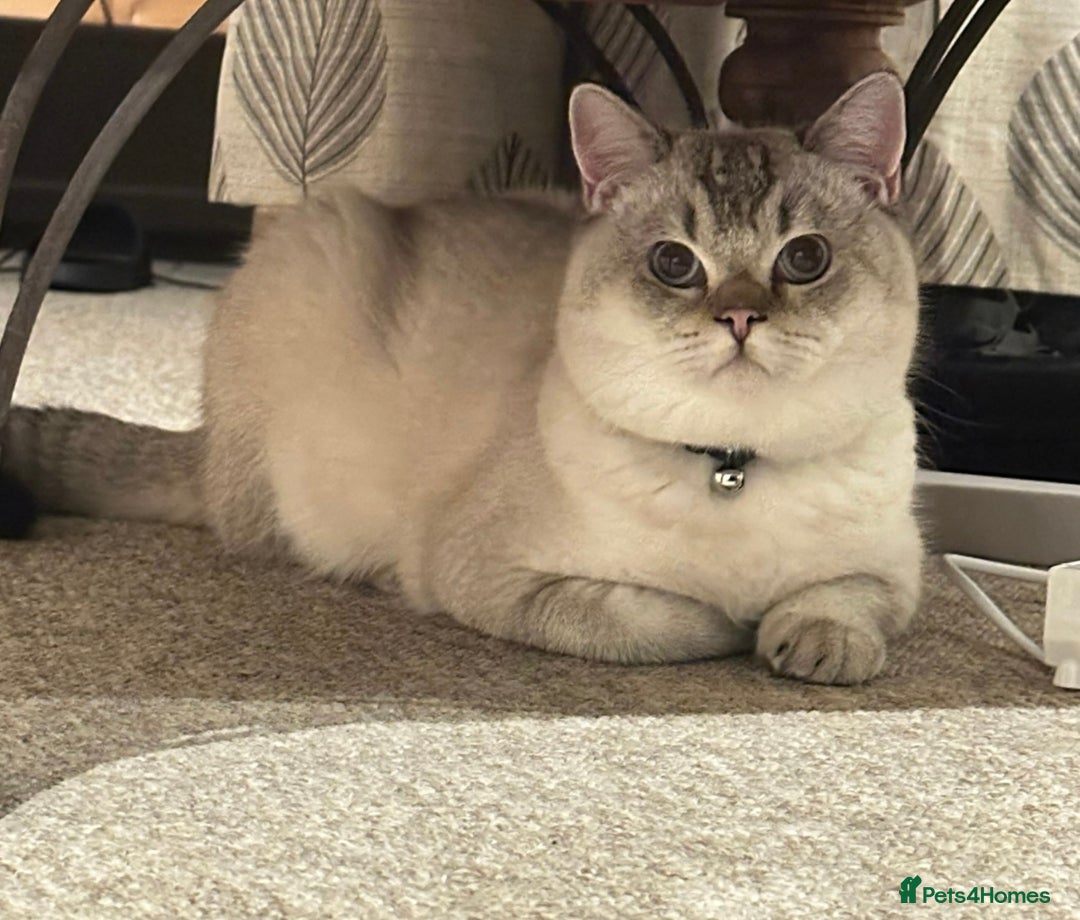 British Shorthair cats for sale: British shorthair white lilac shaded  - Image 2