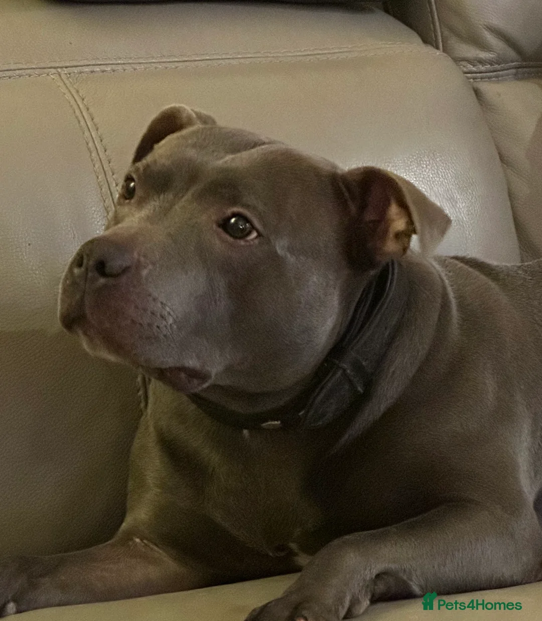 Staffordshire Bull Terrier dogs for stud: Blue Siras Blue Staffordshire bull terrier stud  in Stroud - Advert 5