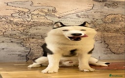 Siberian Husky dogs for stud: Stunning Blue eye Sibrian Husky for Stud  in Liverpool - Image 15