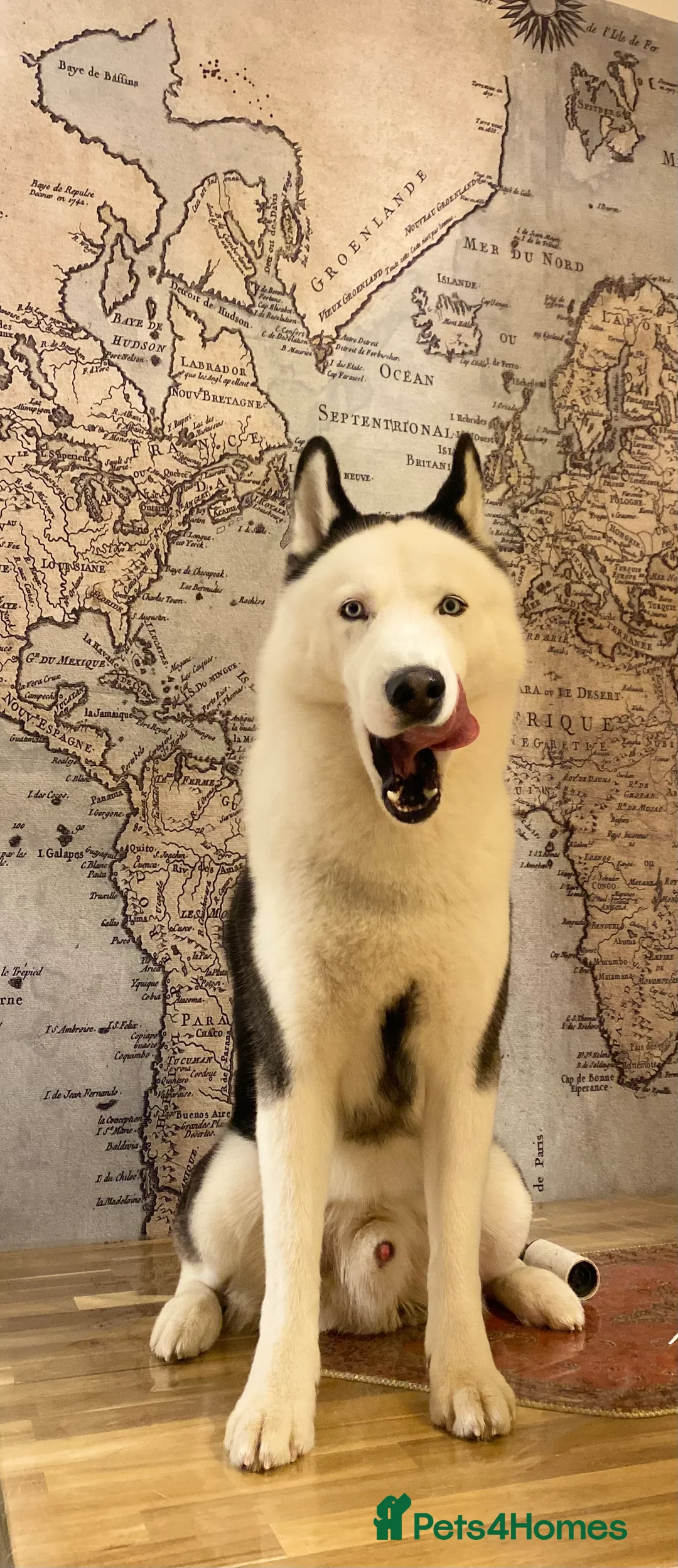 Siberian Husky dogs for stud: Stunning Blue eye Sibrian Husky for Stud (Proven) in Liverpool - Advert 15