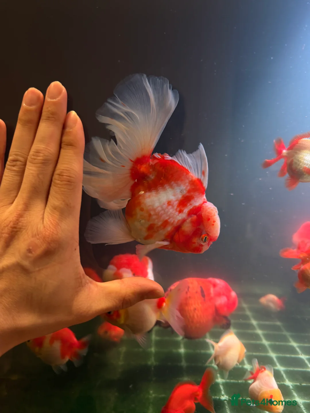 Fancy Goldfish fish for sale: PREMIUM INDO-IMPORTED RANCHU & ORANDA COLLECTION  in Amersham - Advert 8