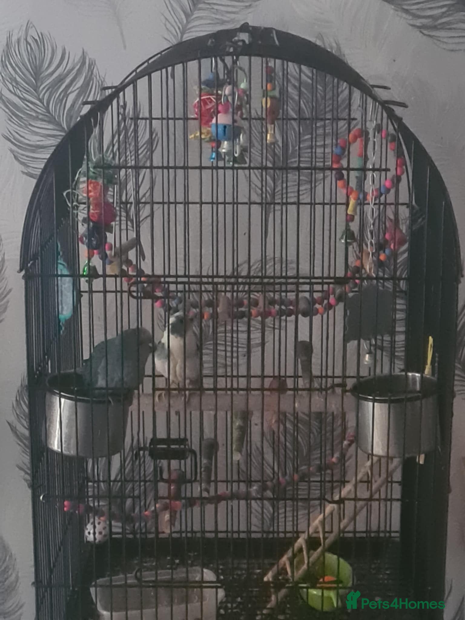 Parakeets birds Parrots - Advert 8