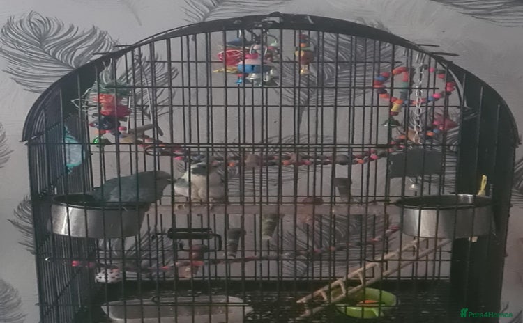 Parakeets birds - Advert 7