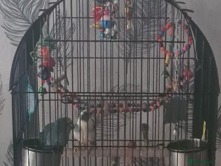 Parakeets birds - Advert 2