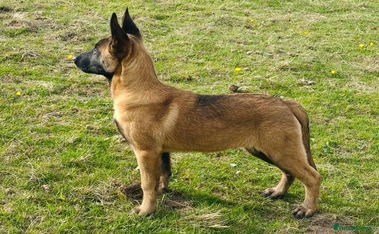 Belgian Shepherd Dog dogs - Advert 4