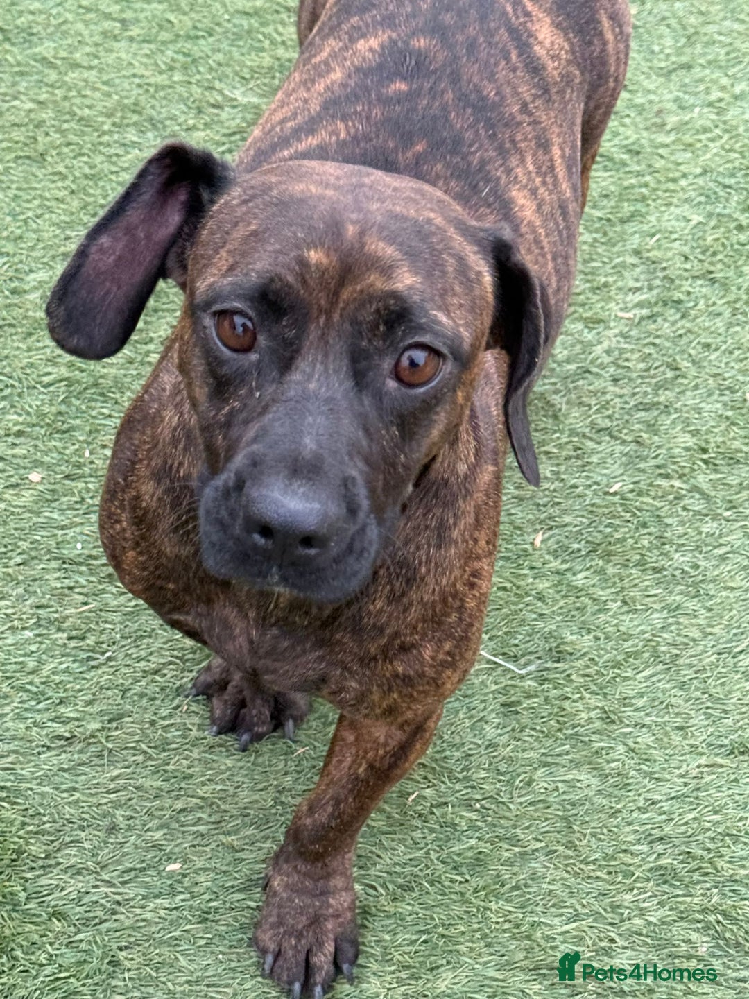 Mixed Breed dogs for adoption: Cutie Mimmi looking for love - Advert 1