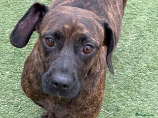 Mixed Breed dogs Cutie Mimmi looking for love - Advert 2