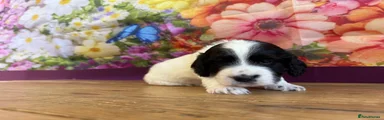 Sproodle Puppy 1