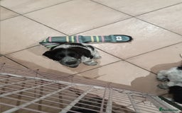 Cocker Spaniel dogs for sale: Cocker spaniel - Image 6