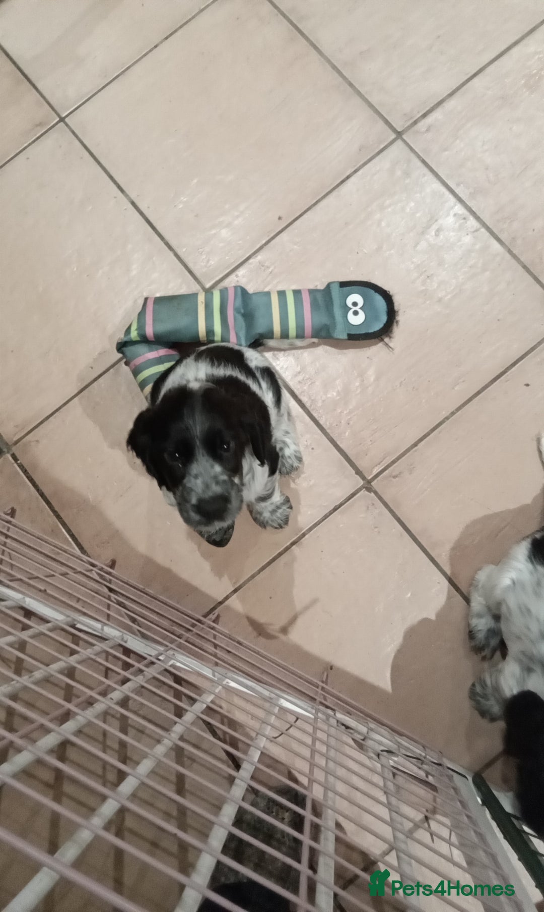 Cocker Spaniel dogs for sale: Cocker spaniel - Image 6