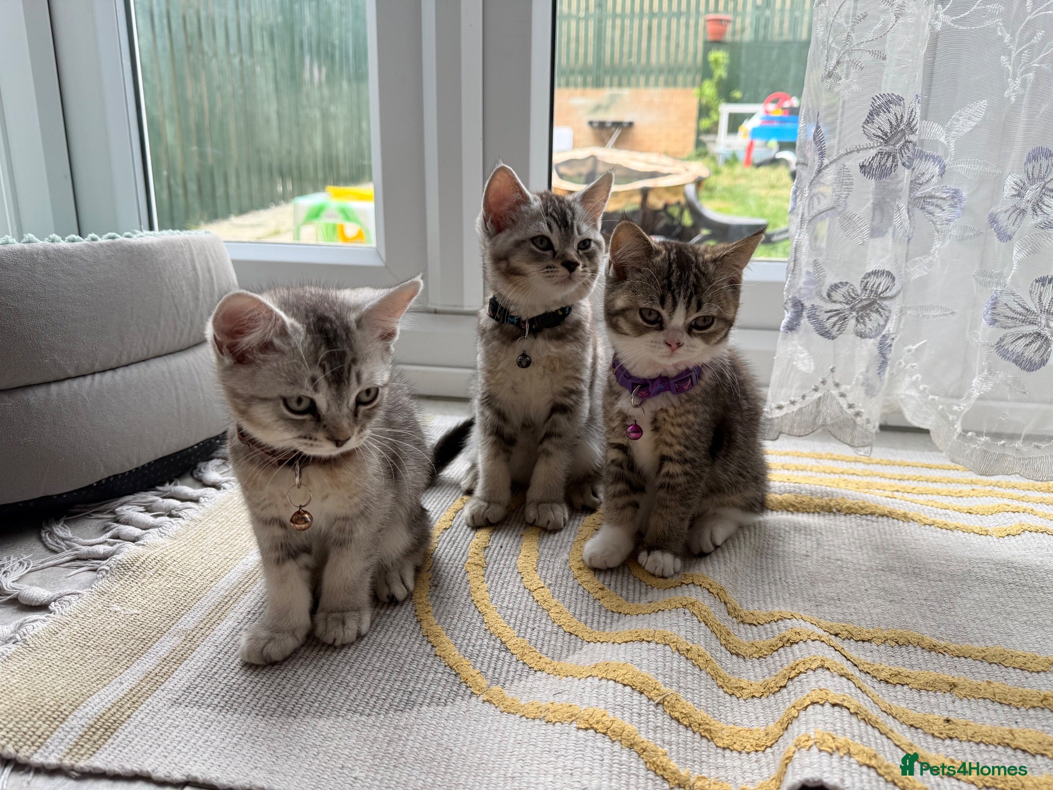 Scottish Fold cats  * Pure Scottish Straight for Sale! - Advert 20