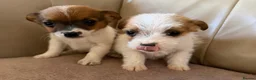 Jack Russell dogs for sale: Miniature Jack Russell’s - Advert 6