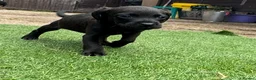 Mixed Breed dogs for sale: Patterdale cross spaniel - Advert 8