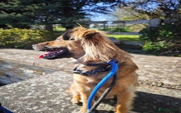 Mixed Breed dogs for adoption: Balto for adoption - Image 9